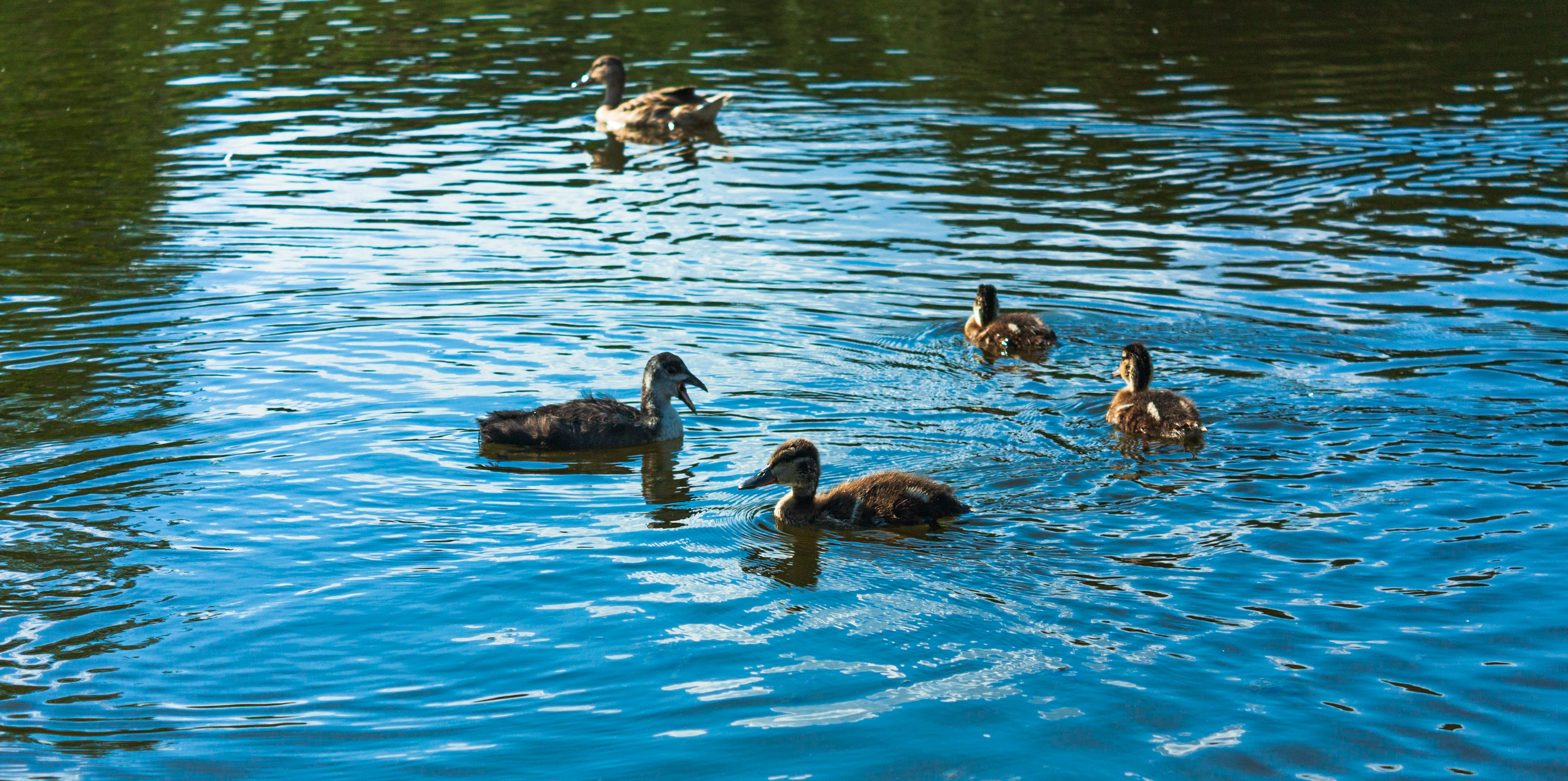 group of duck on water during daytime